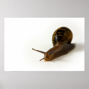 Schnecke Poster