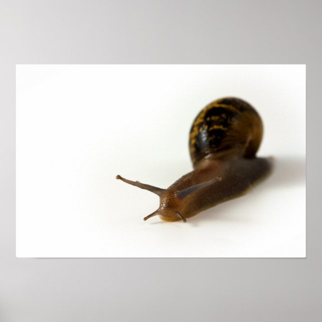 Schnecke Poster (Vorne)