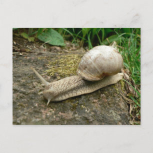 Schnecke Postkarte