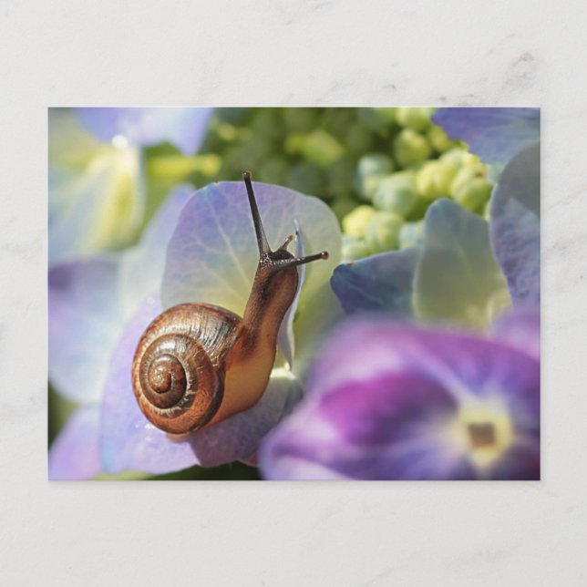 Schnecke Postkarte (Vorderseite)