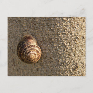 Schnecke Postkarte