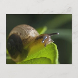 Schnecke Postkarte