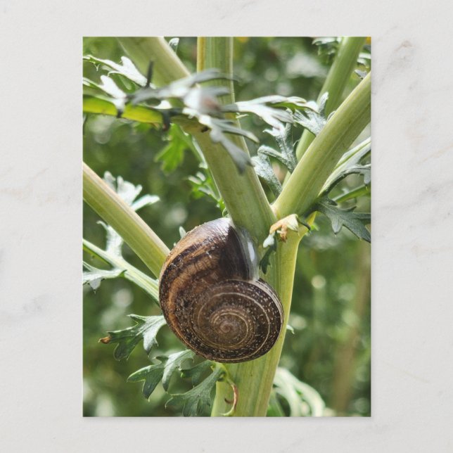 Schnecke Postkarte (Vorderseite)