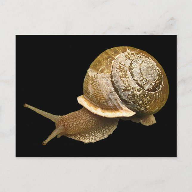 Schnecke Postkarte (Vorderseite)