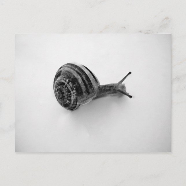 Schnecke Postkarte (Vorderseite)