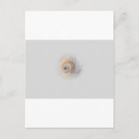 Schnecke Schnecke Muschel Muschel