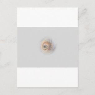 Schnecke Schnecke Muschel Muschel Postkarte