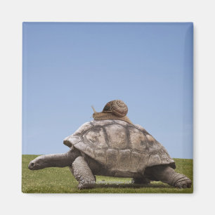 Schnecke über einer Schildkröte Magnet