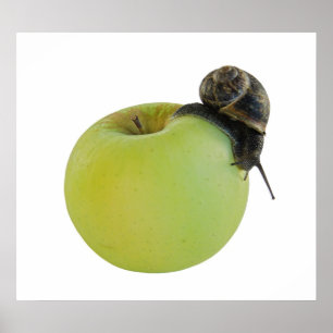 Schnecke und Apfel Poster