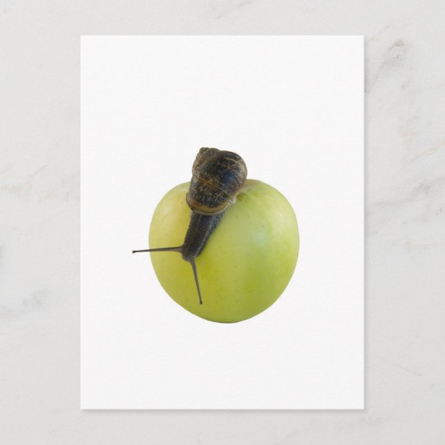 Schnecke und Apfel Postkarte (Vorderseite)
