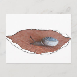 Schnecke unter Torfmaterial Postkarte