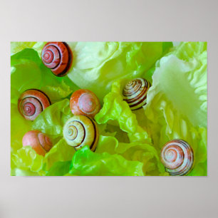 Schnecken auf Salat Poster