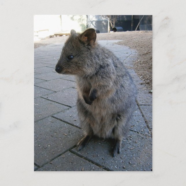 "Schnecken in Australien: Ein knuddeliger grauer Q Postkarte (Vorderseite)