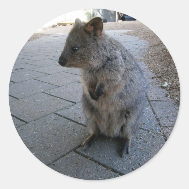 "Schnecken in Australien: Ein knuddeliger grauer Q Runder Aufkleber (Vorderseite)