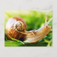 Schnecken