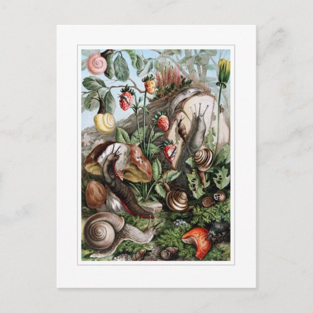 Schnecken und Nacktschnecken Postkarte (Vorderseite)