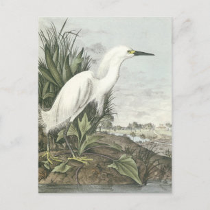 Schneckenreiher Postkarte