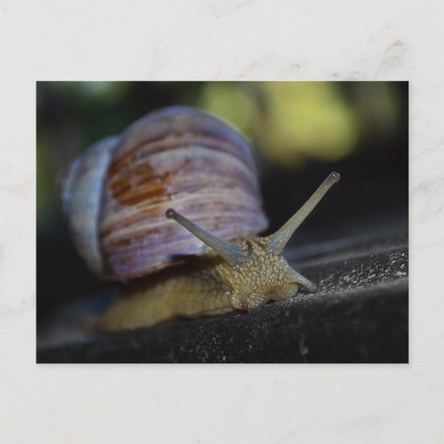 Schneckenschleifer Postkarte (Vorderseite)