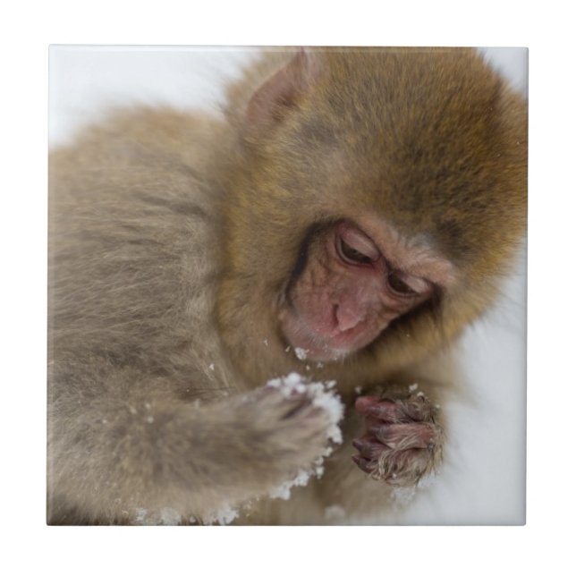 Schnee-Affe Babyjapanischer Macaque-| Fliese (Vorderseite)