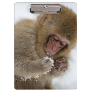 Schnee-Affe Babyjapanischer Macaque-  Klemmbrett