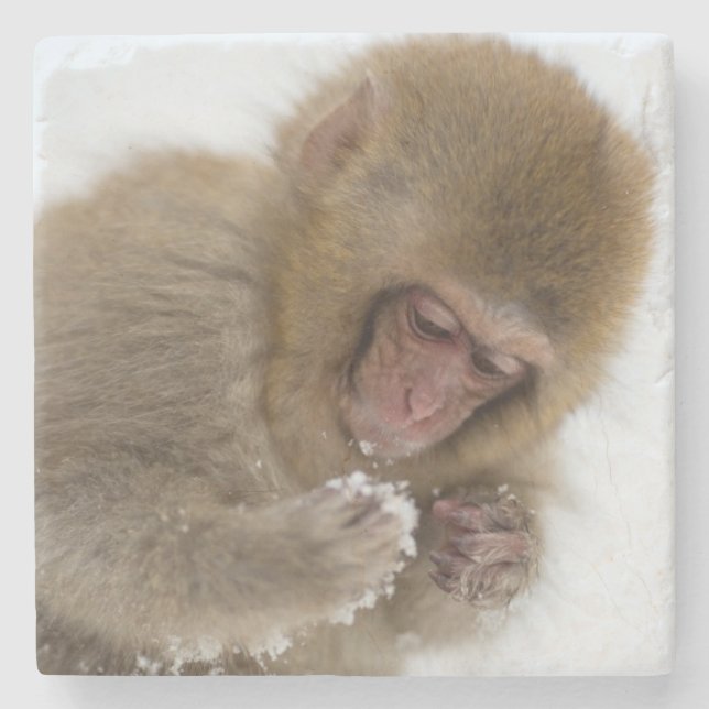 Schnee-Affe Babyjapanischer Macaque-| Steinuntersetzer (Vorderseite)