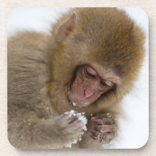 Schnee-Affe Babyjapanischer Macaque- Untersetzer