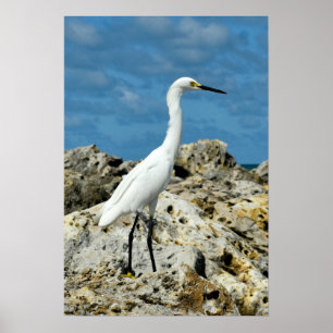 Schnee auf den Felsen Poster