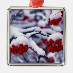 Schnee auf europäischen Mehlbeerfrüchten, Utah. Ornament Aus Metall