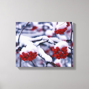 Schnee auf Europäischen Vogelbeeren, Utah. Leinwanddruck