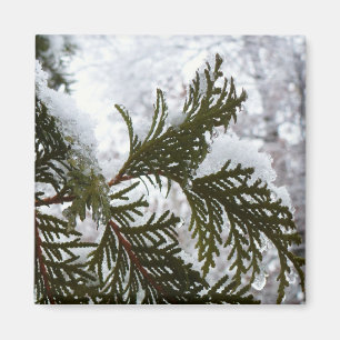 Schnee auf immergrünen Zweigen Magnet