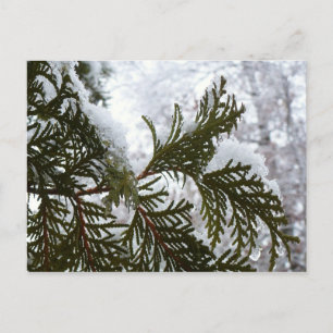 Schnee auf immergrünen Zweigen Postkarte