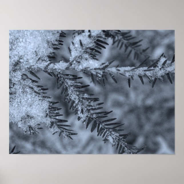 Schnee auf Kiefernnadeln Poster (Vorne)