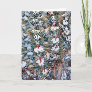 Schnee auf Pine Branches Art Weihnachtskarte Karte