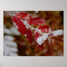 Schnee auf roten Blättern