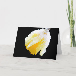 Schnee bedeckte gelbe Osterglocke Frühling Blanko Karte