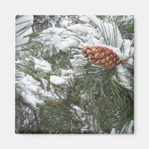 Schnee bedeckte Kiefernkegel Magnet
