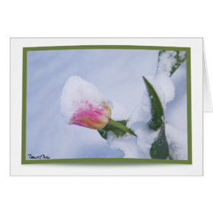 Schnee bedeckte rosa Tulpe
