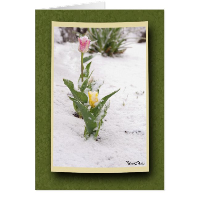 Schnee besprühte rosa und gelbe Tulpen (Vorne)