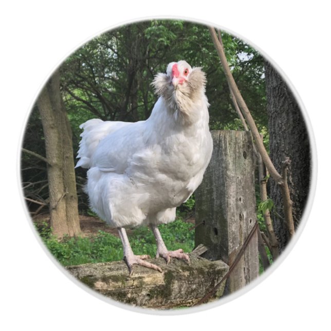 Schnee, das Ameraucana Hühnchen Gesichter rechts K Keramikknauf (Vorderseite)