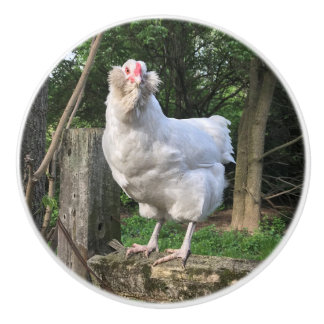 Schnee der Ameraucana-Henne -  Küchengriff ziehen Keramikknauf