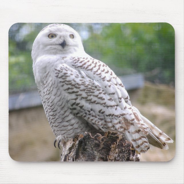 Schnee-Eule Mousepad (Vorne)