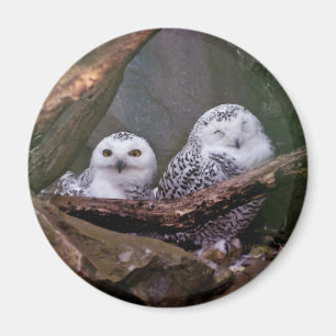 Schnee-Eulen-Paar-Wald-Wildtier-Kunst Magnet