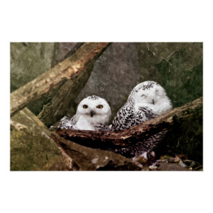 Schnee-Eulen-Paar-Wald-Wildtier-Kunst Poster