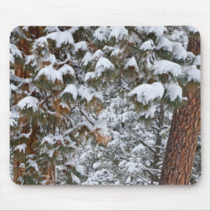 Schnee füllt die Äste der Gelbkiefern Mousepad