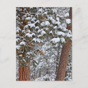 Schnee füllt die Grünflächen von Ponderosa-Kiefern Postkarte