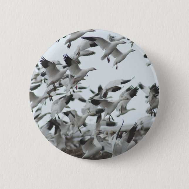 Schnee-Gans-Migration Button (Vorderseite)