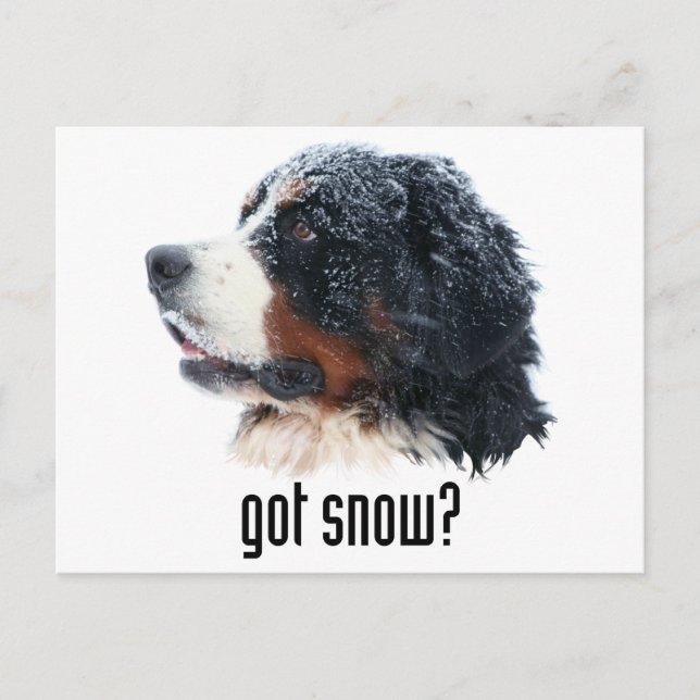 Schnee got? Bernese Mountain Dog Postkarte (Vorderseite)