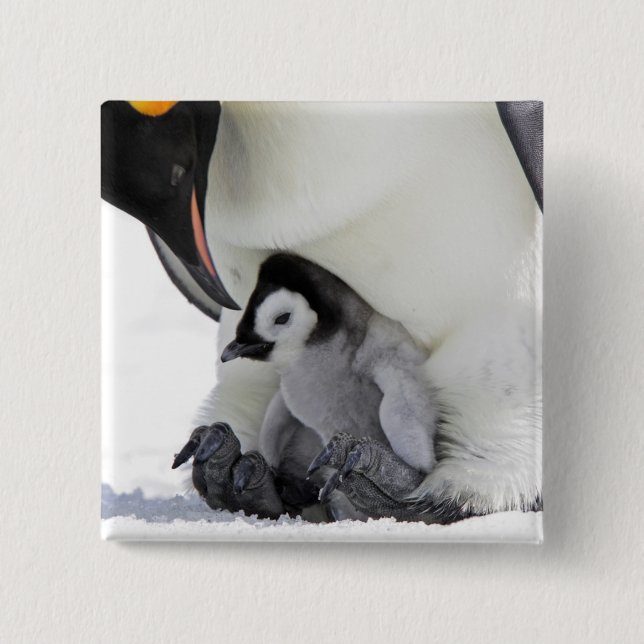 Schnee-Hügel-Insel des Kaiser-Pinguin-| Button (Vorderseite)