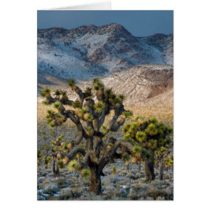 Schnee im Death Valley