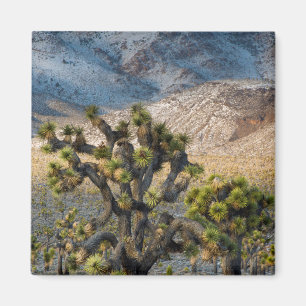 Schnee im Death Valley Magnet